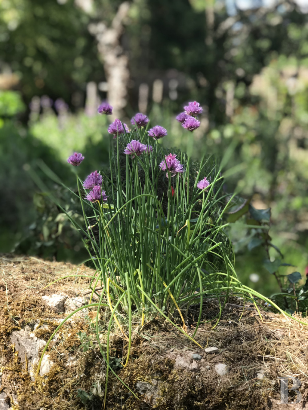 Dans les Vosges du Nord,  un ancien pavillon de chasse du 19e siècle transformé en confortable maison alsacienne traditionnelle - photo  n°5